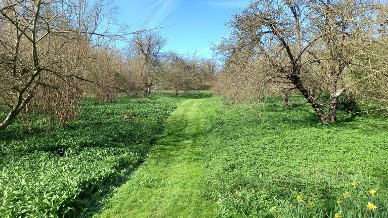 Image of the orchard at St John's Jerusalem